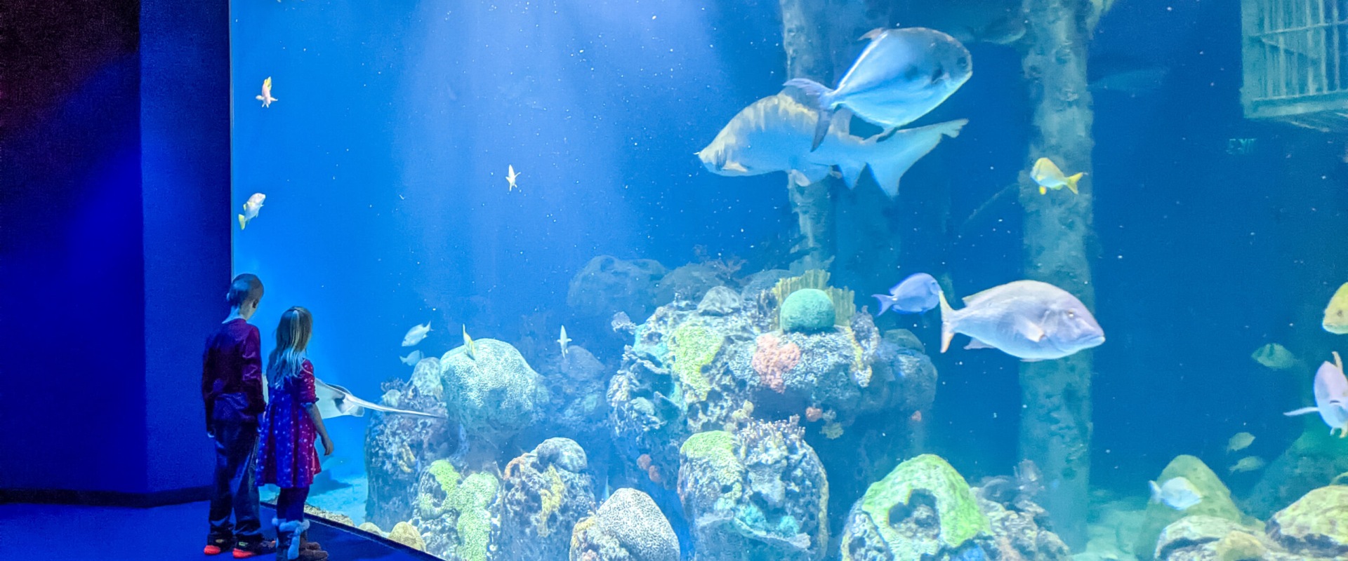 Exploring Aquariums in Indiana and Beyond - 8b376545f957e1600ccaD01c492c366D