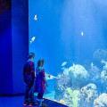 Exploring Aquariums in Indiana and Beyond